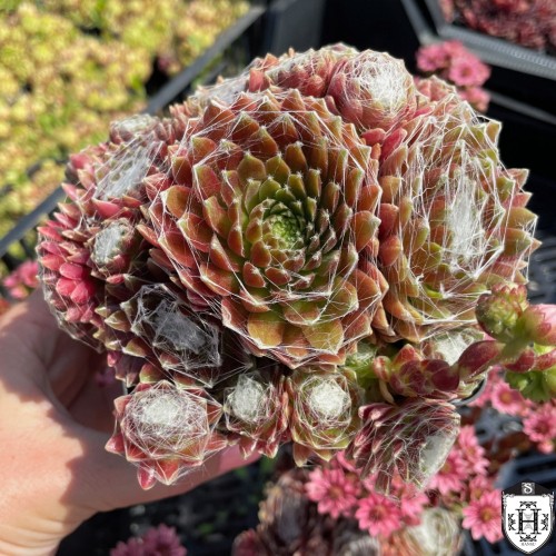 Sempervivum 'Silverine' - Mägisibul 'Silverine' P9/0,55L